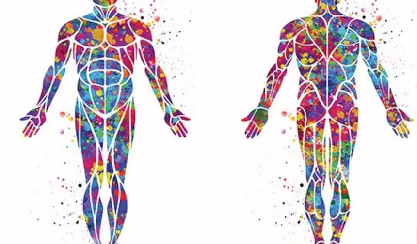 İnsan Vücudunun Büyüleyici Sayıları ve Gerçekleri