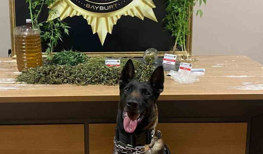 Narkotik köpeği Pablo’nun hassas burnu esrarı ve keneviri yakalattı
