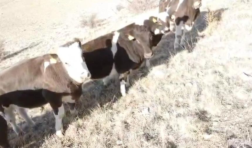 Firar eden inekleri jandarma ekipleri buldu