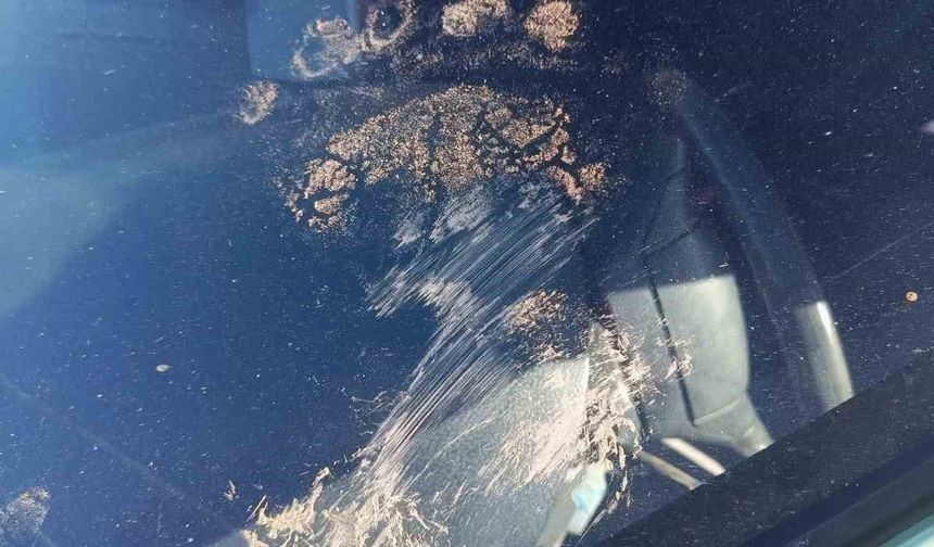 Gümüşhane’de ayı park halindeki araca saldırdı