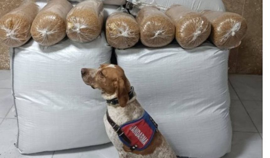 Kırşehir'de yolcu otobüsünde 400 kilogram kaçak tütün ele geçirildi