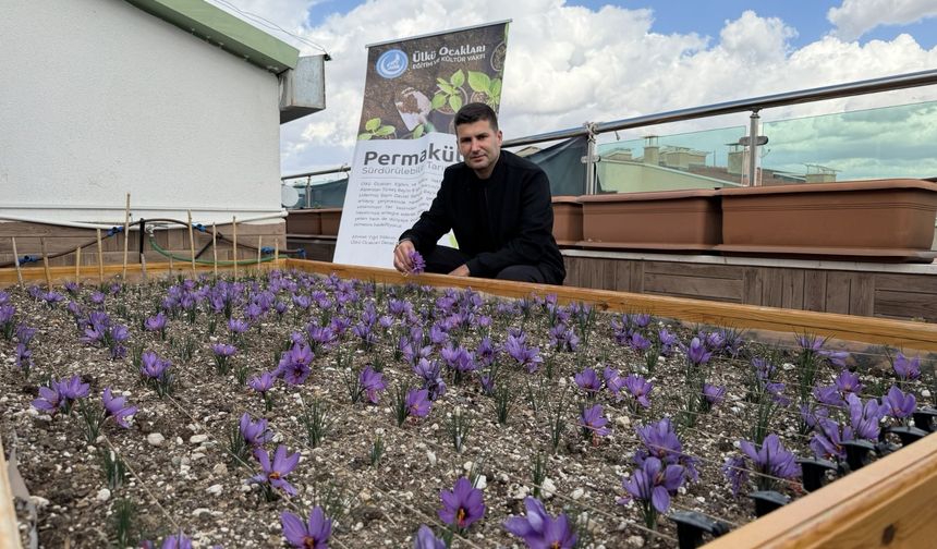 Ülkü Ocakları'ndan Çatıda Safran Hasadı