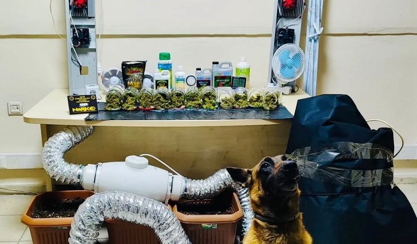 Artvin'de uyuşturucu madde ve yetiştirme düzeneği ele geçirildi