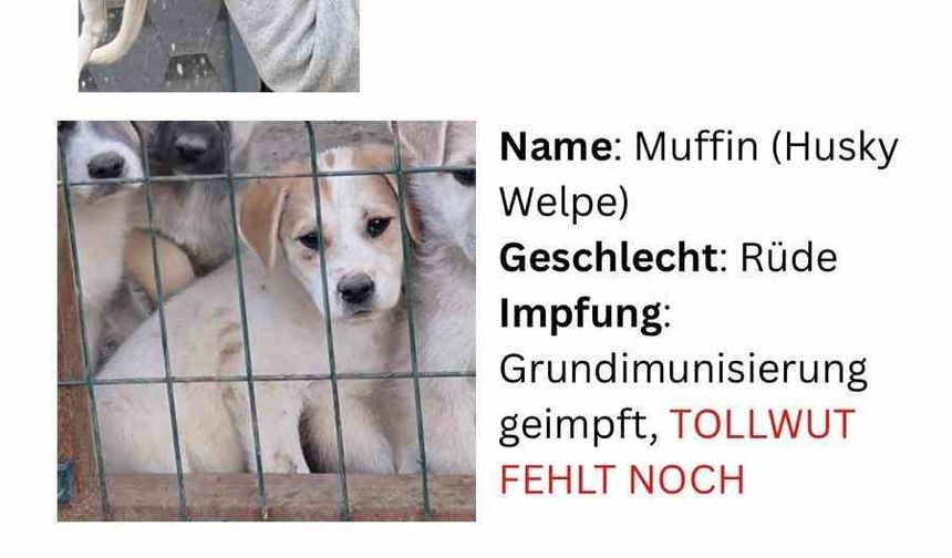 Hayvan severlerden, hayvan kaçakçılığı iddiası