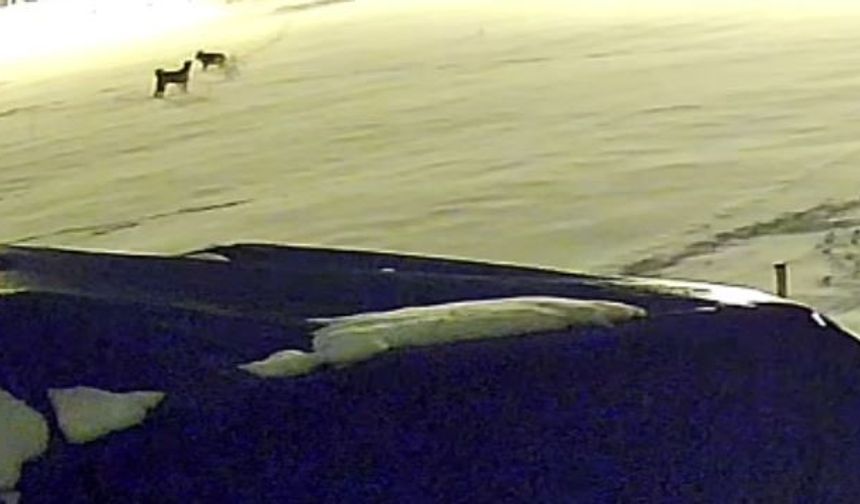 Kurtlarla dövüşen köpekten geriye postu kaldı