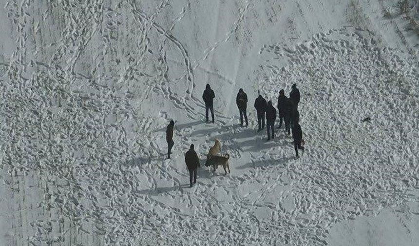 Nevşehir'de köpek dövüşüne jandarma baskını