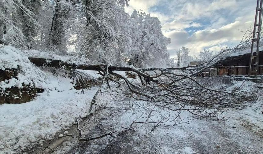Sinop'ta kara yolunda ağaç devrildi