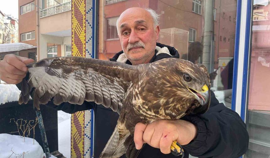 Yaralı boz şahine şefkat eli