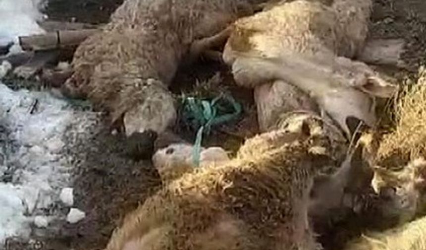 Ahırın çatısı çöktü: 40 koyun 15 kuzu telef oldu