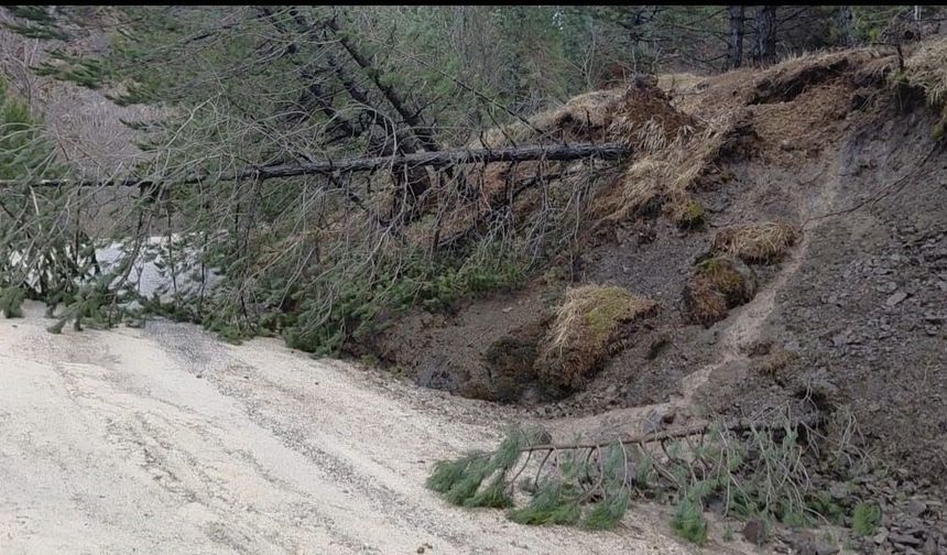 Amasya'da ormanlık alanda heyelan: Ağaçlar devrildi