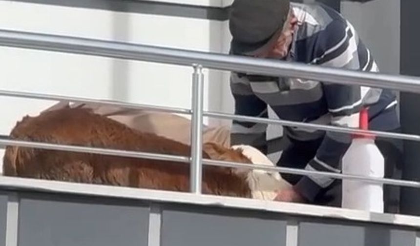 Hasta Buzağıya Balkonda Güneş Tedavisi