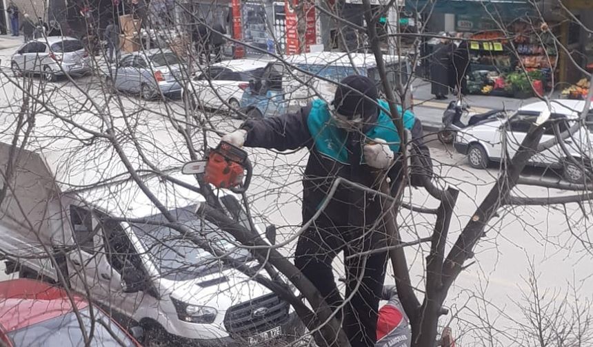 Tokat’ın cadde ve sokaklarında ağaçlar budanıyor