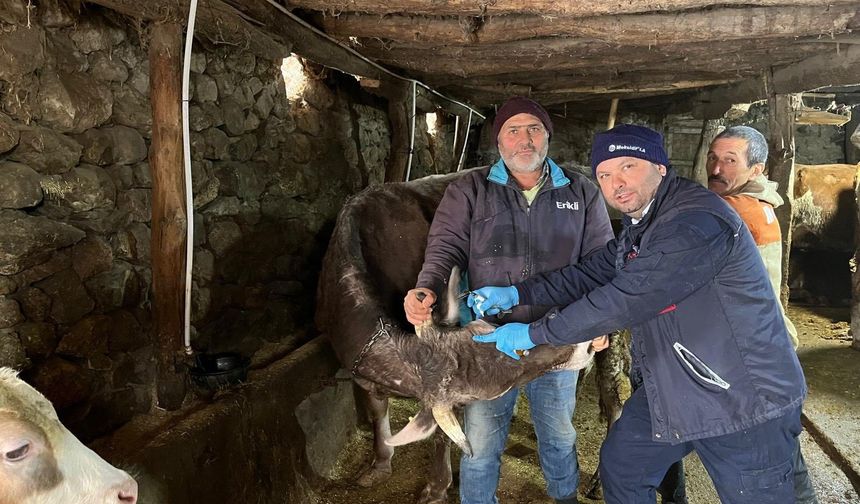 Tokat'ta İlkbahar Şap Aşılama Seferberliği Başladı