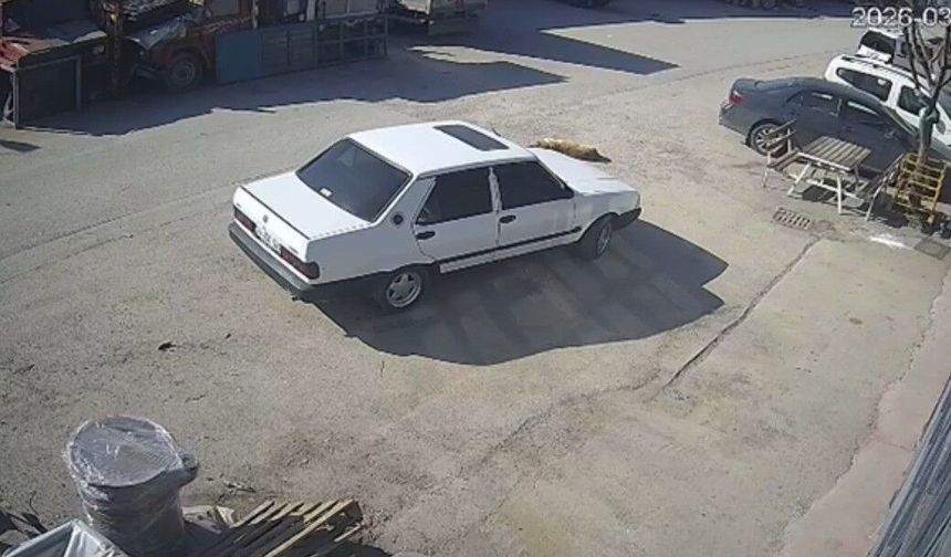 Bolu'da köpeğin üzerinden geçen sürücü gözaltına alındı