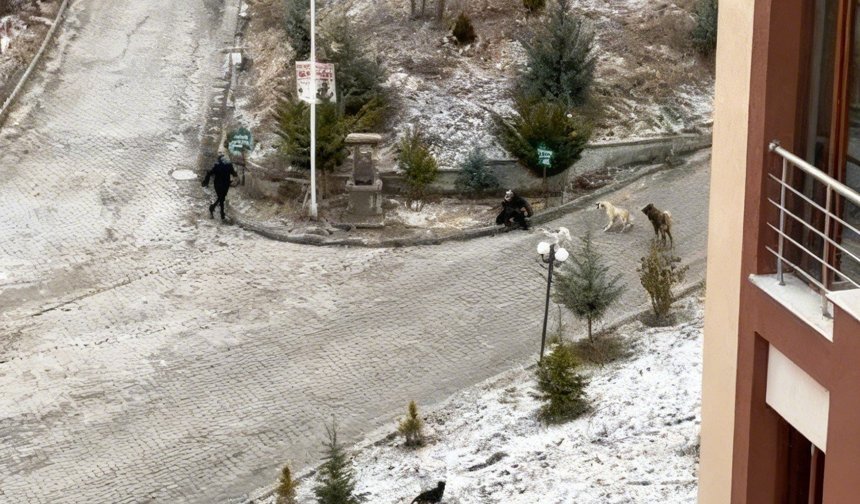 Sokak köpeklerinin saldırısına uğrayan kadını vatandaşlar kurtardı: O anlar kamerada