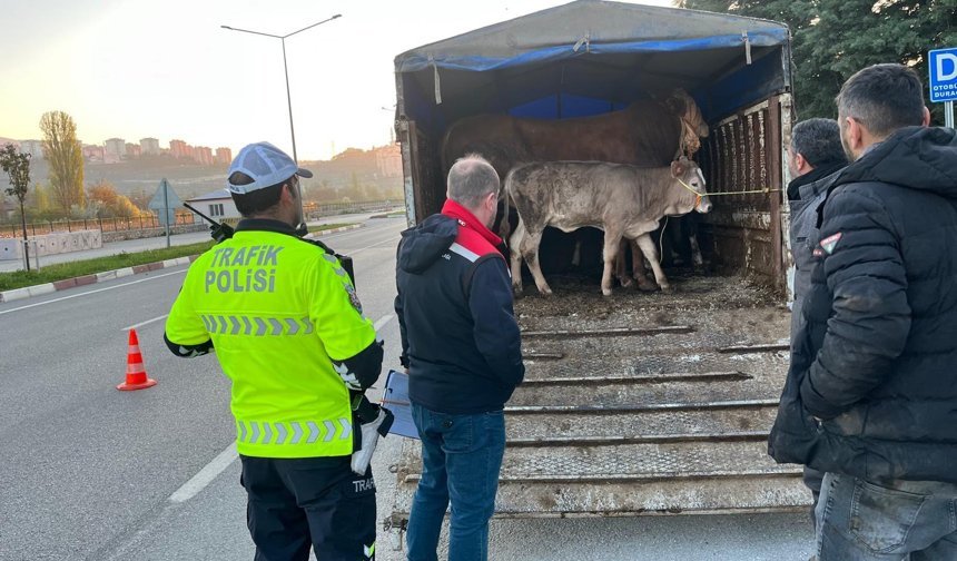 Tokat'ta Kurban Mesaisi! Hayvan Hareketlerine Sıkı Denetim