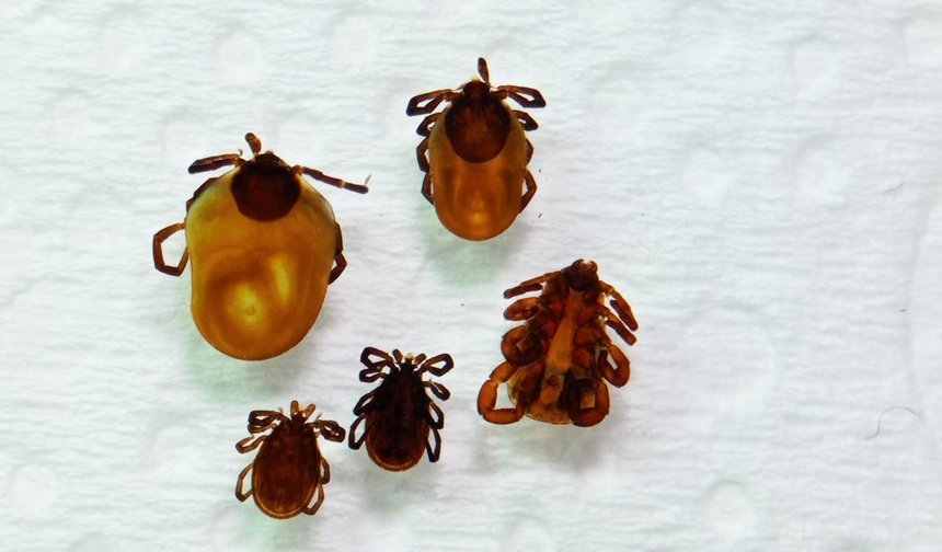 Dondurucu Soğuklar Keneleri Durdurmuyor