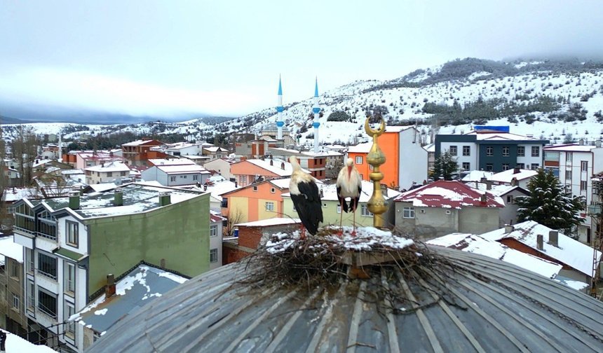 Bahar Müjdecisi Kar Altında! Başçiftlik’te Leyleklerin Beyaz İmtihanı