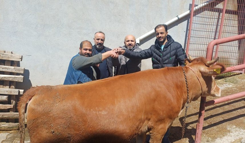 Tokat’ta Kurbanlıklar Görücüye Çıktı, Pazarlıklar Başladı