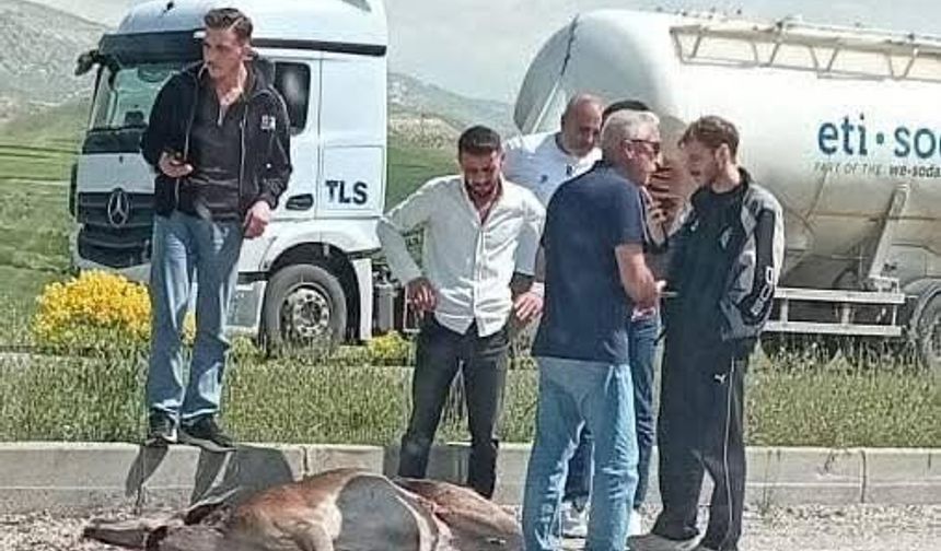 Beypazarı'nda otomobilin çarptığı geyik ağır yaralandı