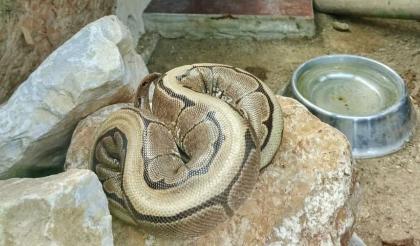 Ordu'da yasa dışı bulundurulan piton ele geçirildi
