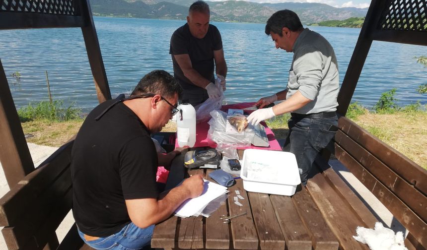 Almus Baraj Gölü'nde Geleceğe Yatırım! Sazan Popülasyonu Mercek Altında