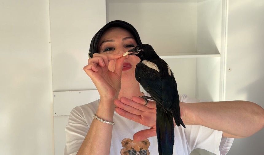 Turhal’da Yuvadan Düşen Saksağan Dükkanın Maskotu Oldu
