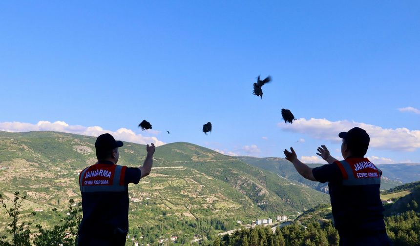 Tokat'ta Doğal Yaşama Kanat Çırptılar! 100 Keklik Doğayla Buluştu