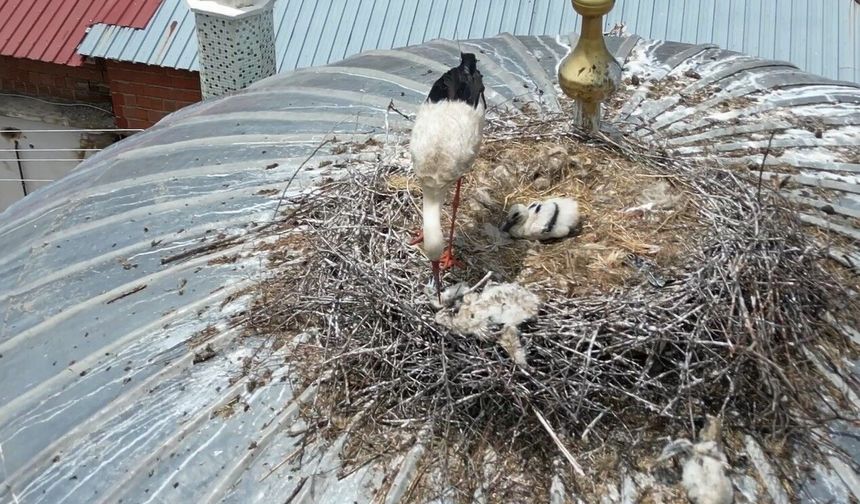 25 Yıl Sonra Gelen Hüzün! Başçiftlik'te Leyleklerin Zorlu Yaşam Mücadelesi