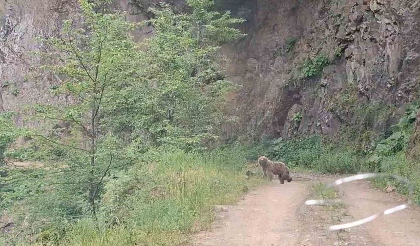 Ayı ve üç yavrusu yolda görüntülendi