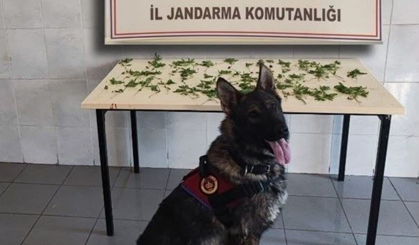 Bolu'da jandarmadan peş peşe uyuşturucu ve kaçakçılık operasyonları: 3 tutuklama