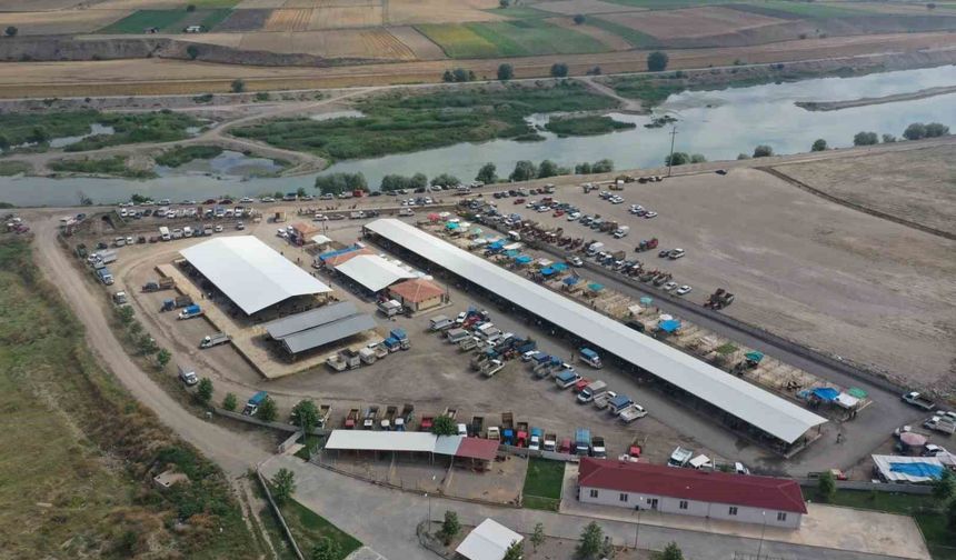Erbaa'da koyun çiçek hastalığı nedeniyle hayvan pazarı kapatıldı