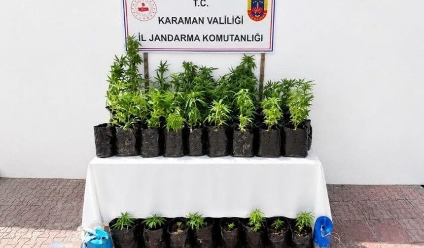 Karaman'da 2 bin 802 kök kenevir ele geçirildi