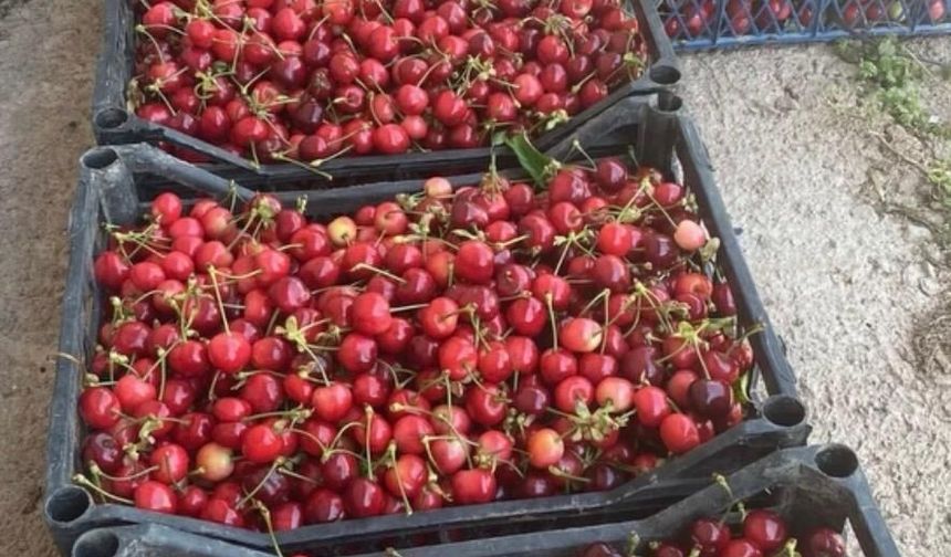 Tarlada 30 Markette 150 Lira! Üretici Emeğinin Karşılığını Alamıyor