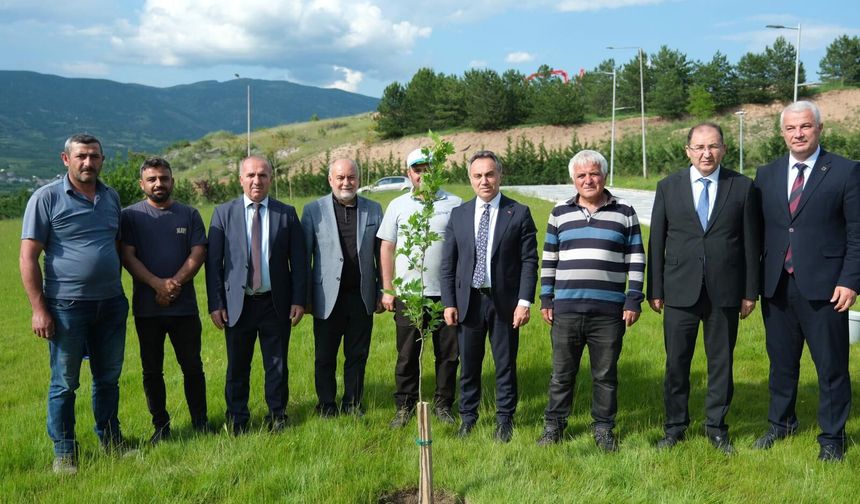 Kampüse Asırlık Miras! TOGÜ’de Çınar Ağaçları Toprakla Buluştu