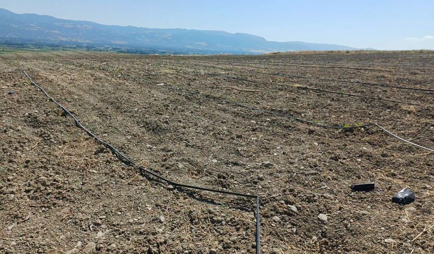 Tokat Çarıksız Köyü’nde 13 Dekarlık Alanda Çeliklik ve Anaçlık Üretim Başladı