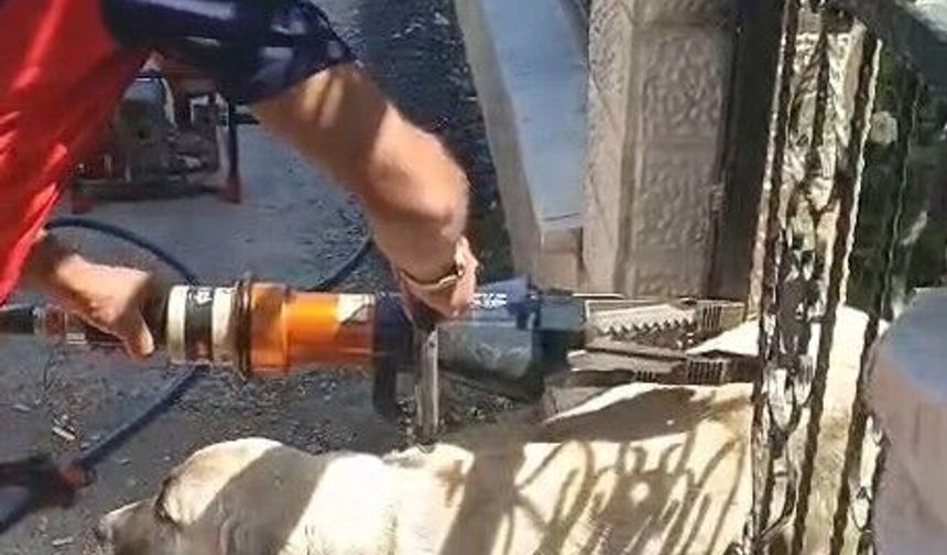 Erbaa'da Demir Kapıya Sıkışan Köpek İtfaiye Tarafından Kurtarıldı