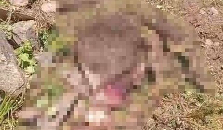 Gümüşhane'de kaybolan inek ayı tarafından parçalandı