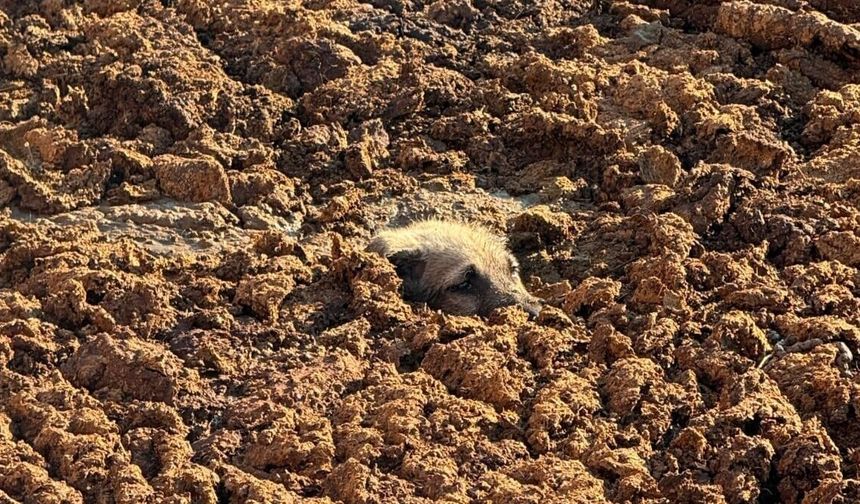 Köpeği gübre çukurunda boğulmaktan son anda kurtardılar