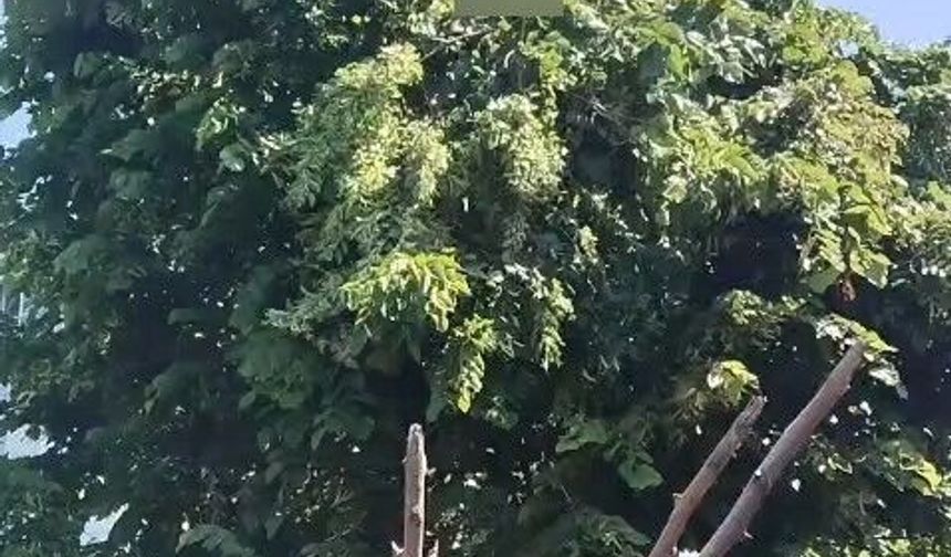 Rize'de ıhlamur toplarken elektrik akımına kapılan vatandaş hayatını kaybetti