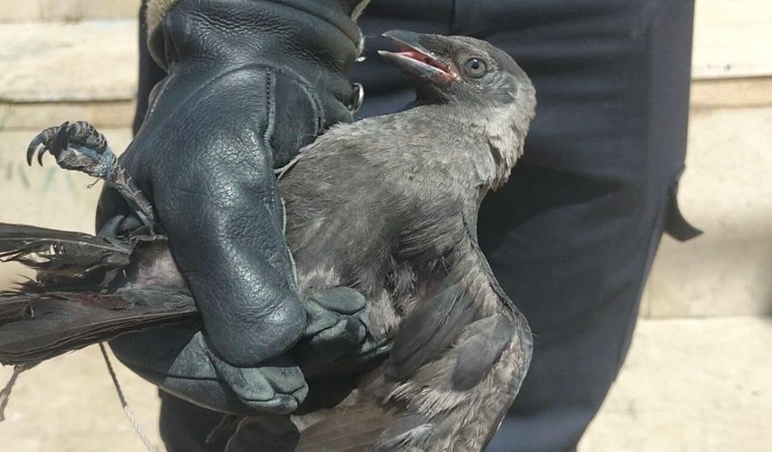 Yaralı karga koruma altına alındı
