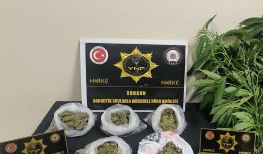 Yozgat'ta 257 gram esrar ve 13 kök Hint keneviri ele geçirildi