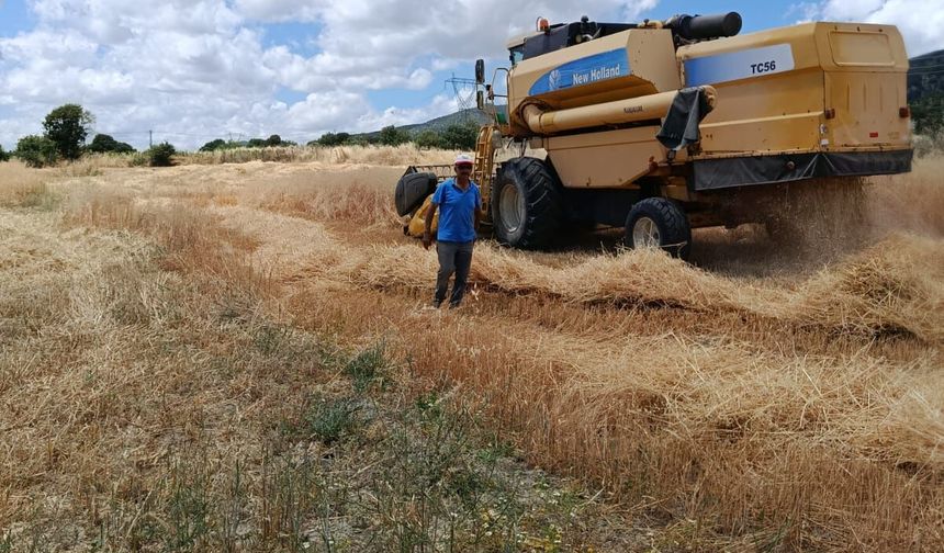 TOKAT'TA HASAT BAŞLADI: EMEĞİN KARŞILIĞI BEREKET OLSUN