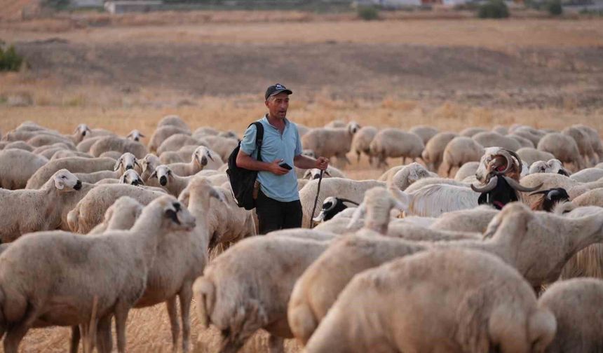 Sürünün içinden ihanet çıktı: Çobanın hırsızlarla kurduğu planı jandarma deşifre etti