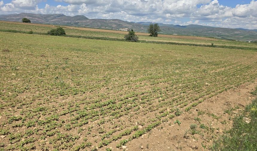 Gümüşhane’de Karabuğday İçin Yeni Kalkınma Hamlesi