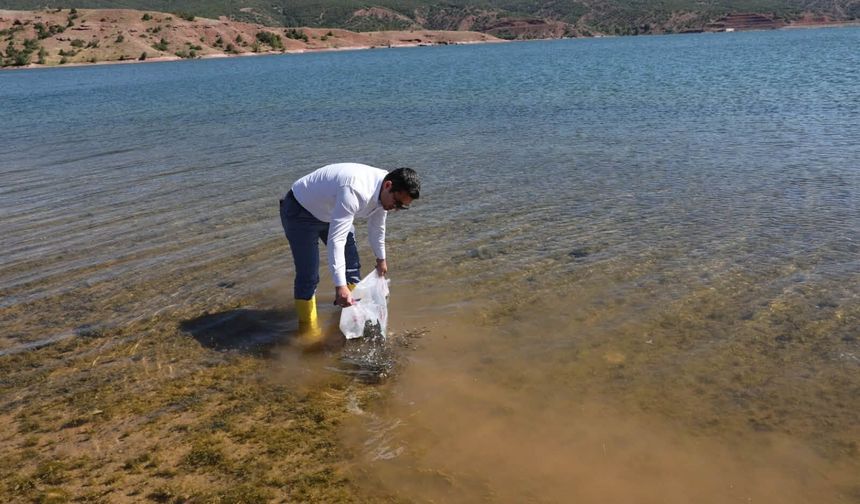 Göletler ve Baraj Gölleri Yüz Binlerce Yavru Balıkla Buluştu