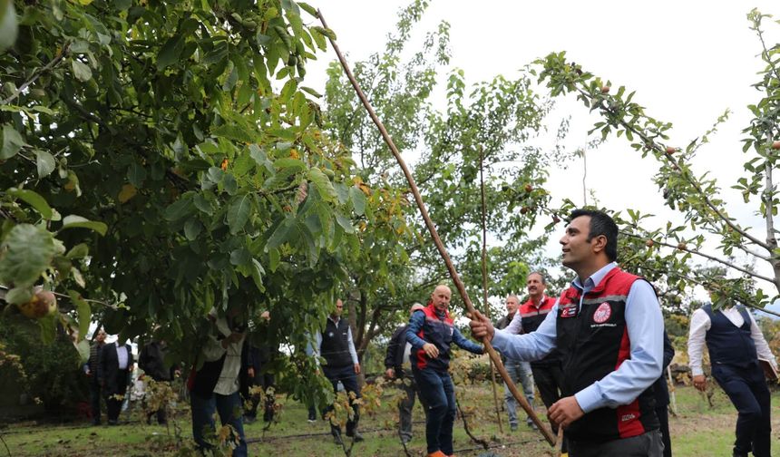 Coğrafi İşaretli Niksar Cevizi'nde İlk Hasat Serenli Beldesi'nde Gerçekleştirildi