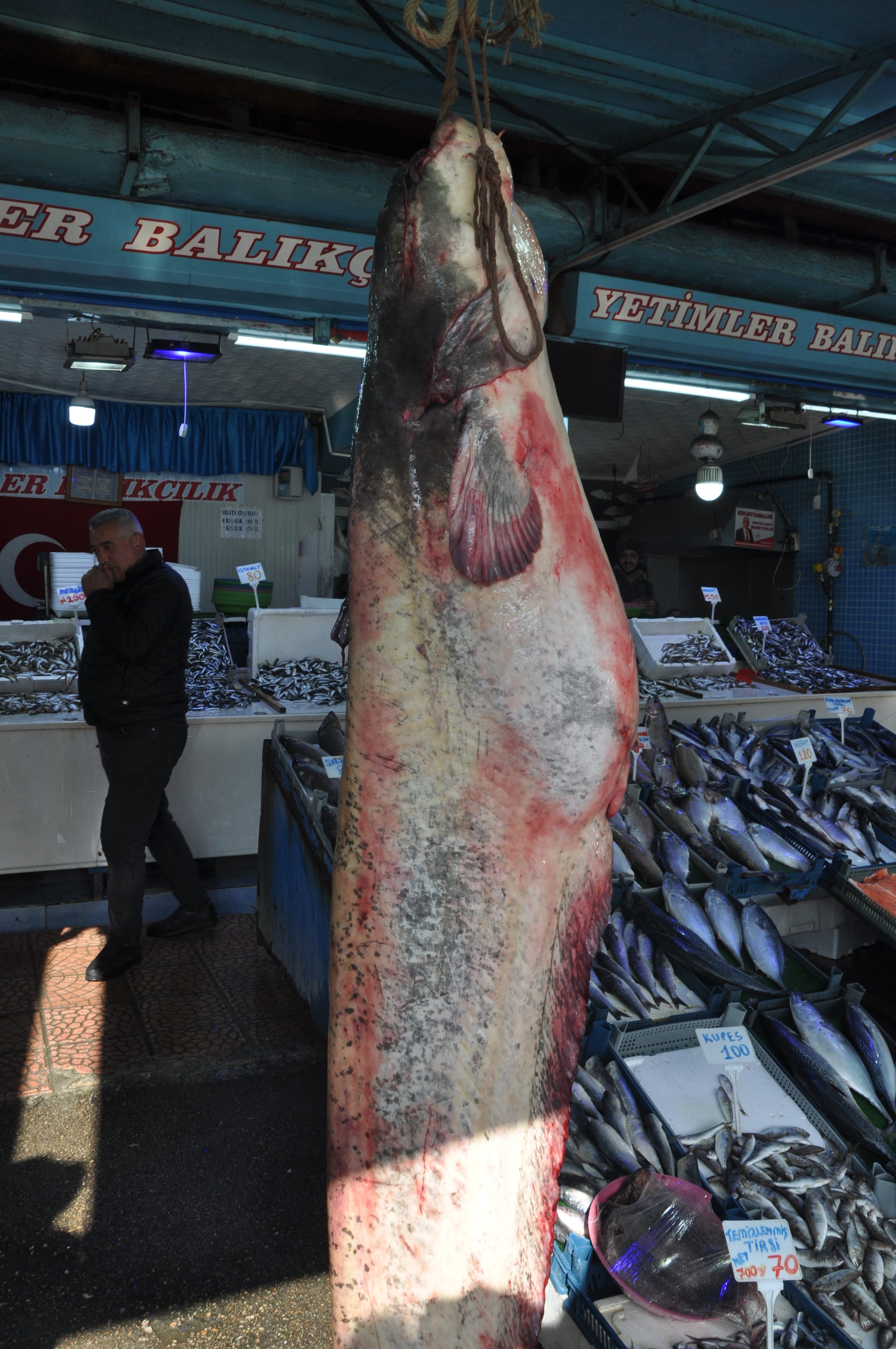 Tokat'ta 2,5 Metrelik Dev Sazan Balığı Tezgâhta Sergilendi (1) Min