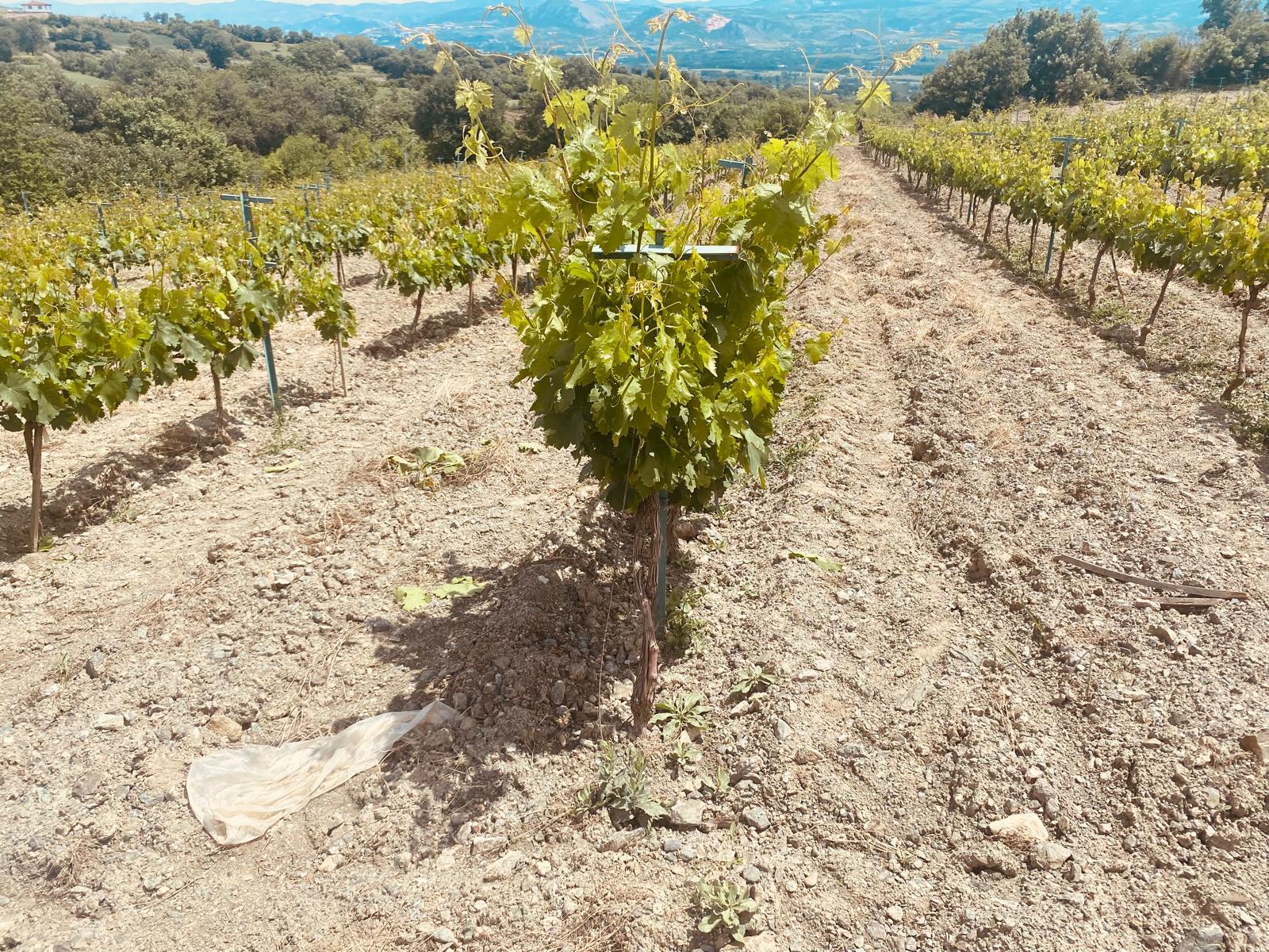 Whatsapp Image 2024 05 15 At 21.14.48