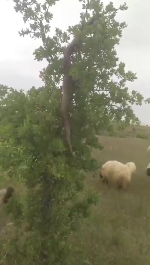 Elazığ’da 3 Metrelik Dev Yılan Görüntülendi (2)